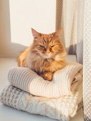 Cute ginger cat sleeps on pile of cable-knitted sweaters. Winter sunset. Fluffy pet on window sill with warm clothes. © Konstantin Aksenov