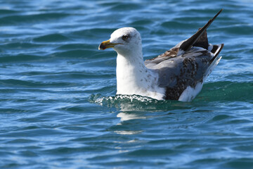 GAVIOTA