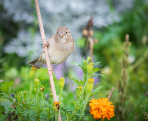 Sparrow standing on a bamboo pole