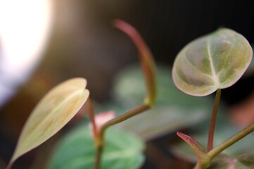 A leaf of exotic tropical in flowerpot . Lush foliage, greenery in paradise garden. Abstract...