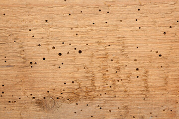 Wooden Background Termite Holes