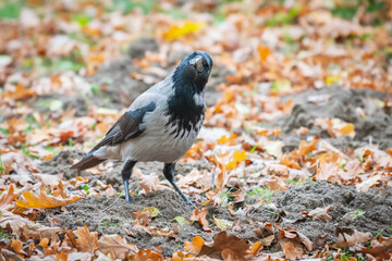 Crow in the grond staring at the camera