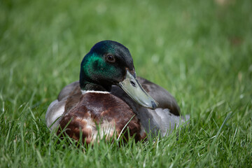 Male mallard or Wild Duck (Anas platyrhynchos)