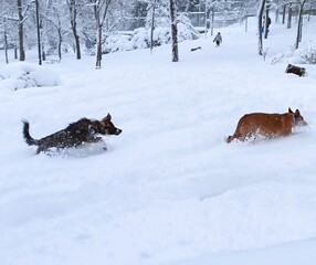 dog running in the snow