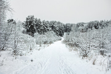 Snowy trees in the frosted forest scenery in winter