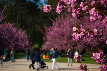 spring in the park end sakura