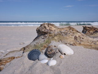 A collection of sea shells of various shapes and colors sits on a piece of driftwood on the empty desolate beach of Island Beach State Park on a perfect spring afternoon