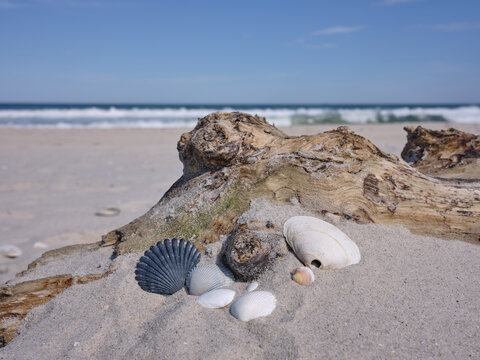 A collection of sea shells of various shapes and colors sits on a piece of driftwood on the empty desolate beach of Island Beach State Park on a perfect spring afternoon