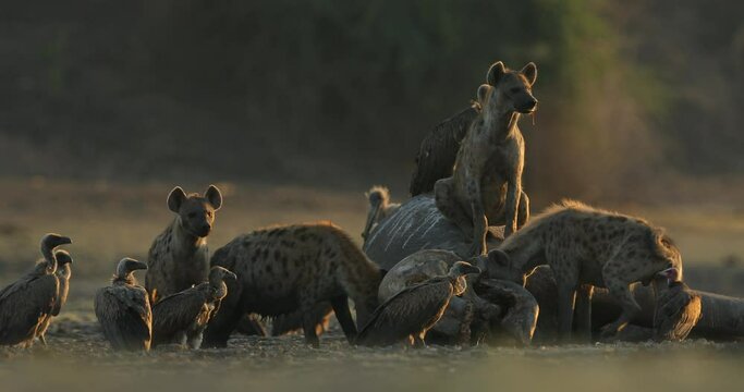 Africa wildlife. spotted hyena, Crocuta crocuta, pack with elephant carcass, Mana Pools NP, Zimbabwe in Africa. Animal behaviour, dead elephant with hyenas and vultures. Morning light in nature.