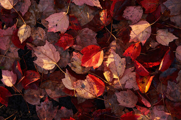 Multi-colored fallen autumn leaves create a rich color backdrop and background as they lay  on the ground after heavy rains and wind blew them off trees during an autumn storm