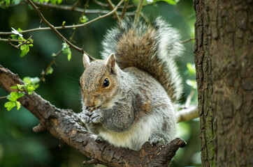 squirrel in a tree