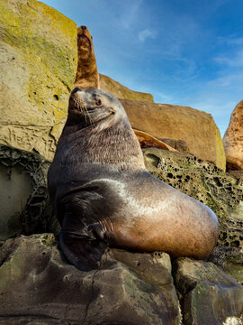 Handsome Steller Sea Lion.  A huge male Steller Sea Lion hauled out on a rock in Southern British Columbia.