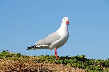 Seagull posing on Phillip Island, Victoria in Australia.