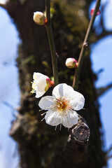 白梅のクローズアップ	