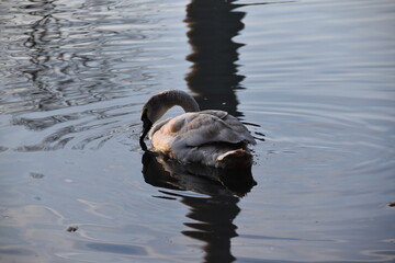 junger Schwan