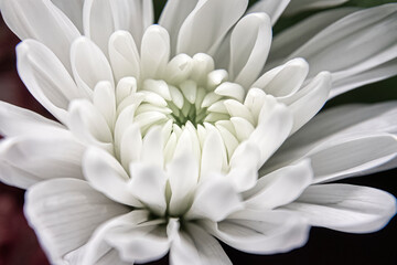 Close-up of a white chrysanthemum flower
