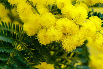 Holiday spring card with gold mimosa blossom. 8 March Women Day Card. Acacia dealbata golden bloom. Yellow mimosa flower.