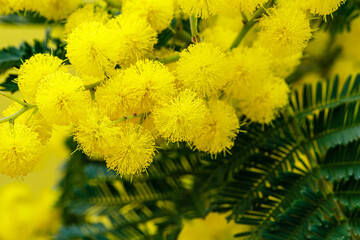 Holiday spring card with gold mimosa blossom. 8 March Women Day Card. Acacia dealbata golden bloom. Yellow mimosa flower.