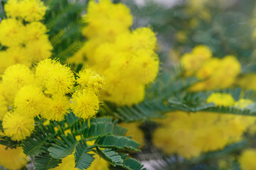 Holiday spring card with gold mimosa blossom. 8 March Women Day Card. Acacia dealbata golden bloom. Yellow mimosa flower.
