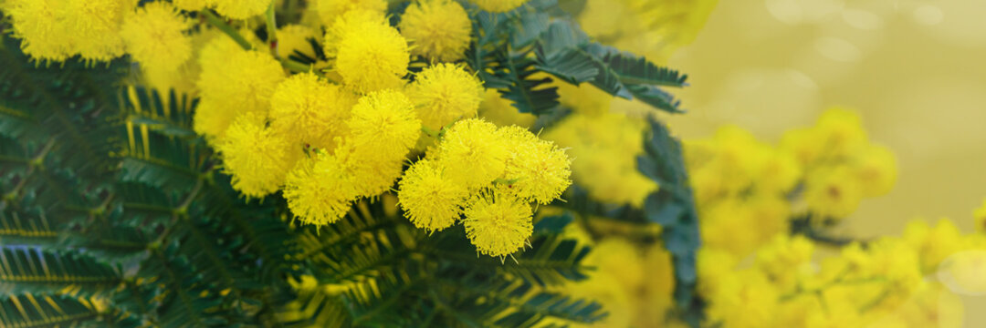 Holiday spring card with gold mimosa blossom. 8 March Women Day Card. Acacia dealbata golden bloom. Yellow mimosa flower.