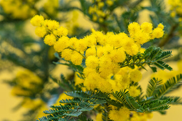 Acacia dealbata golden bloom. Yellow mimosa flower.