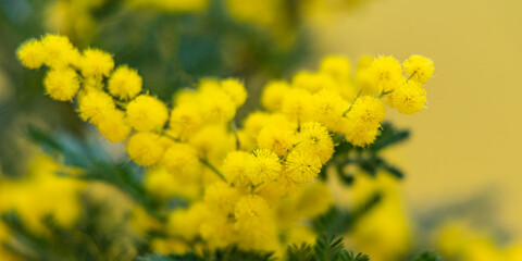 Holiday spring card with  Yellow mimosa flower.
