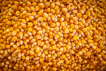 Heap of corn kernels background