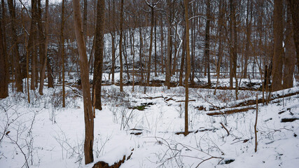 winter cold snow forest creek