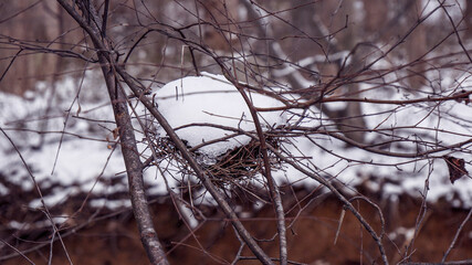 Bird nest tree winter snow