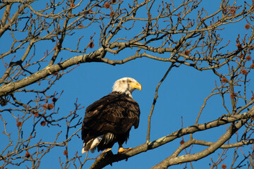 bald eagle on tree