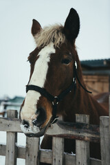 portrait of a horse