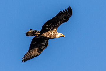 bald eagle in flight