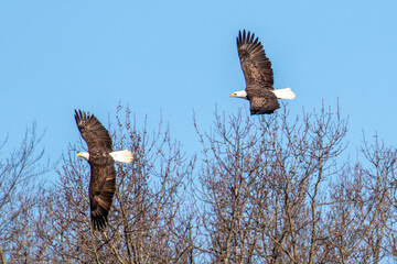 eagle in flight