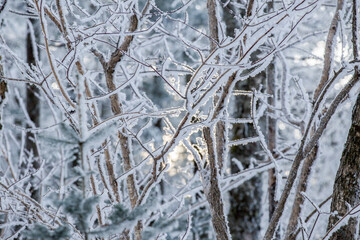 Close-up. Snow-covered tree trunks in a dense forest in winter. Snow stuck to tree trunks