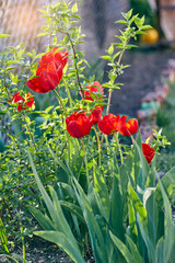 Beautiful red Tulips Flowers in the garden. Red flowers on a natural green background