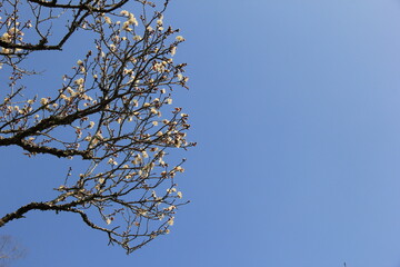 白梅の花と蕾