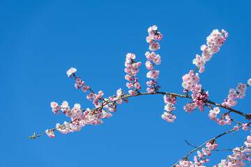 Cherry blossom branch arching with flowers against perfect blue sky during Spring