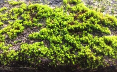 Fototapeta na wymiar moss on the wall