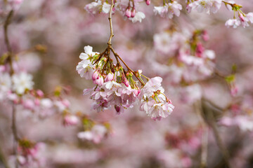 Cherry blossom hanging in group with flowers and buds