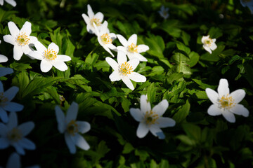 wood anemones illuminated by sunlight. white spring flowers with shadow and light