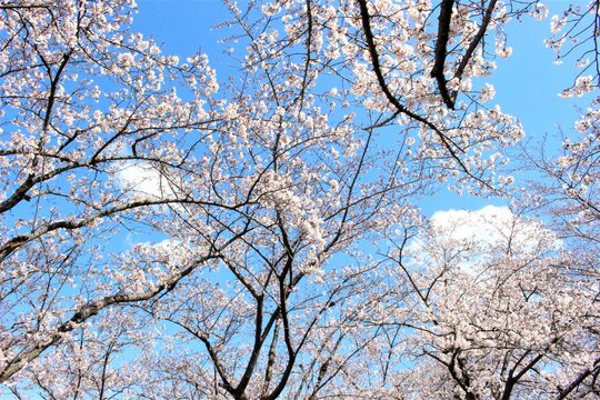 見上げる桜と青空