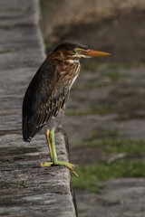 great blue heron