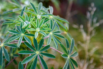 Closeup of raindrops on the foliage of a lupine plant, as a nature background
