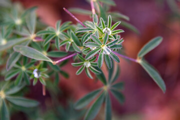 Closeup of raindrops on the foliage of a lupine plant, as a nature background
