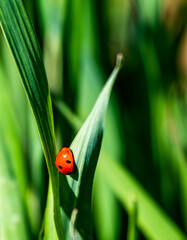 ladybug placed on a green, young leaf of wheat with selective focus
