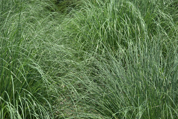 葉模様　自然の模様