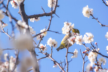 早春のメジロと白い梅の花
