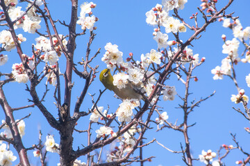 早春のメジロと白い梅の花