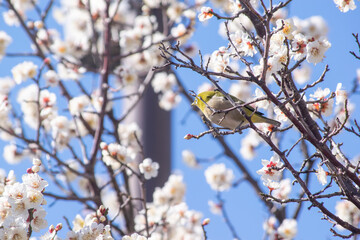 早春のメジロと白い梅の花