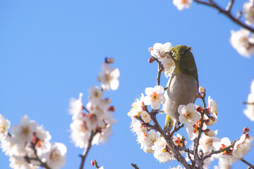 早春のメジロと白い梅の花